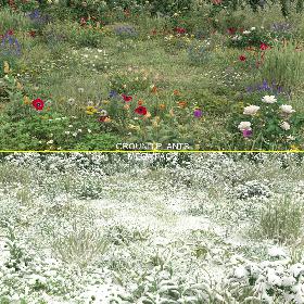 3D 20-20 Ground Plants